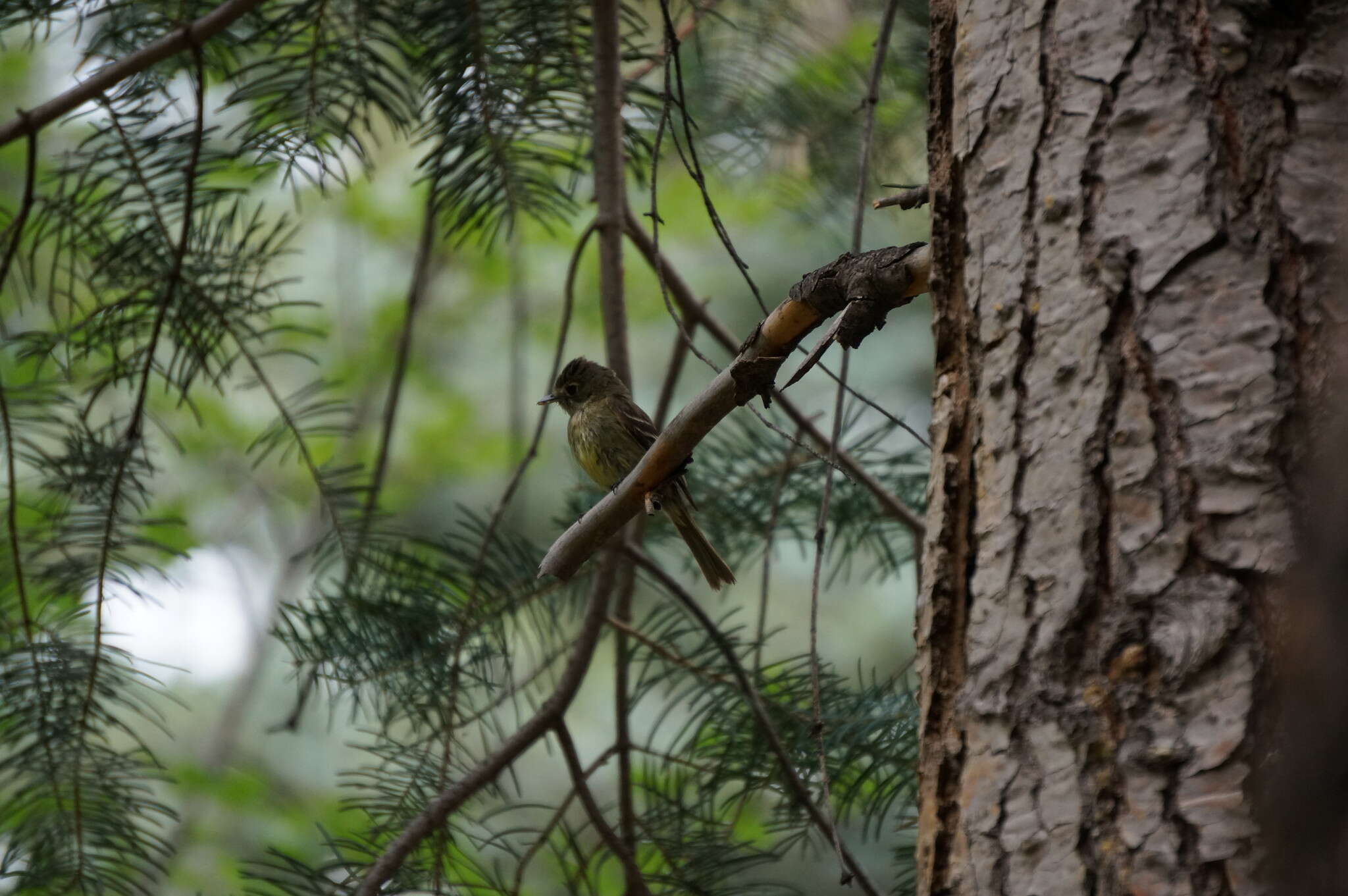 Empidonax occidentalis Nelson 1897的圖片