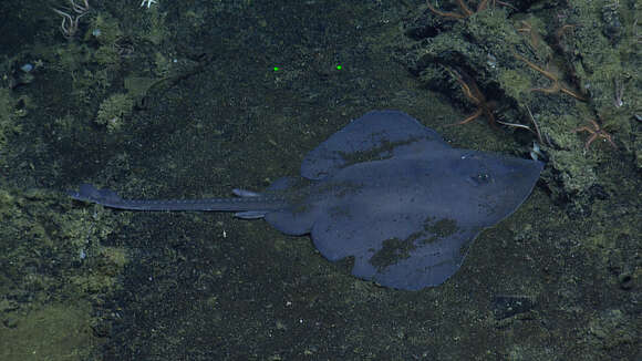 Image of Roughtail skate