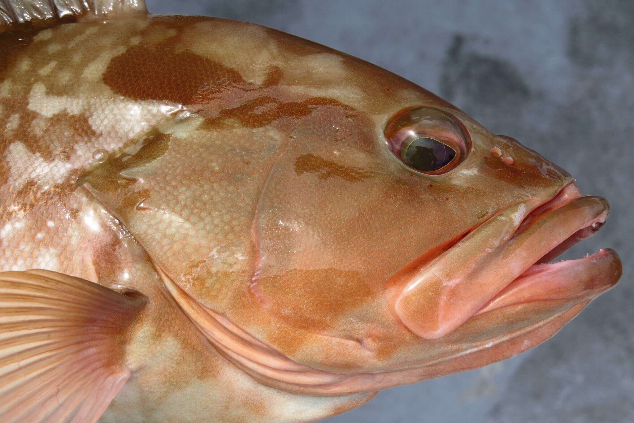 Image of Red Grouper