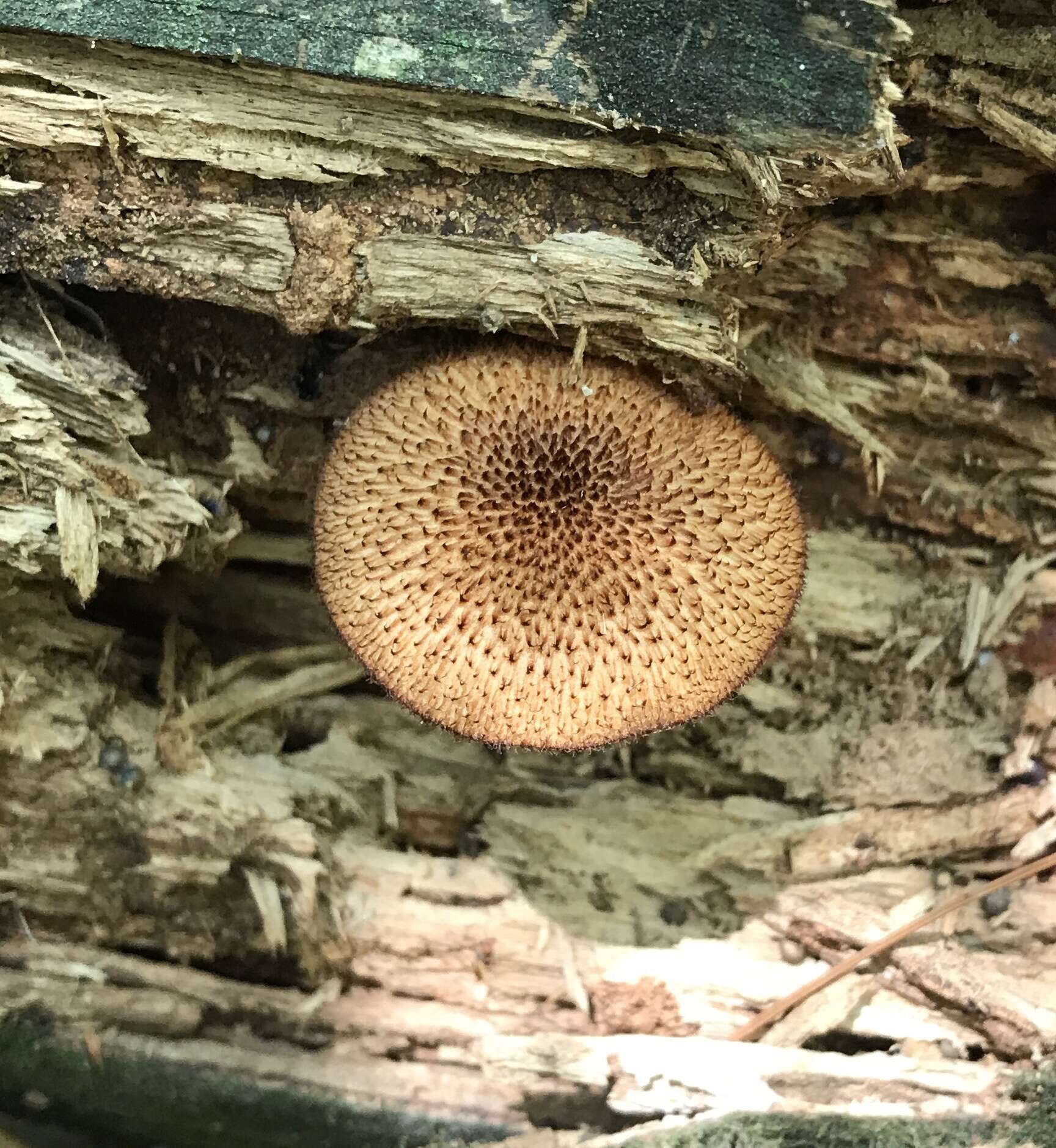 Plancia ëd Tricholomopsis formosa (Murrill) Singer 1951