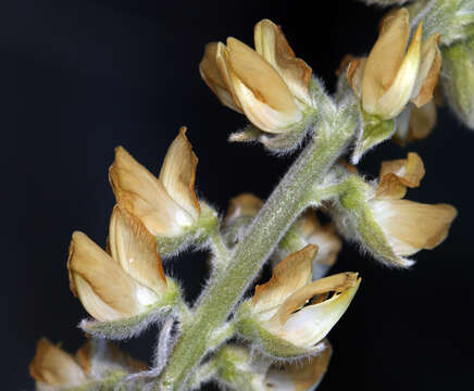 Image of Dedecker lupine