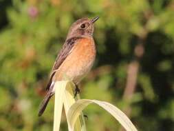 Image of African Stonechat