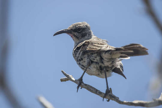 Image of Espanola Mockingbird