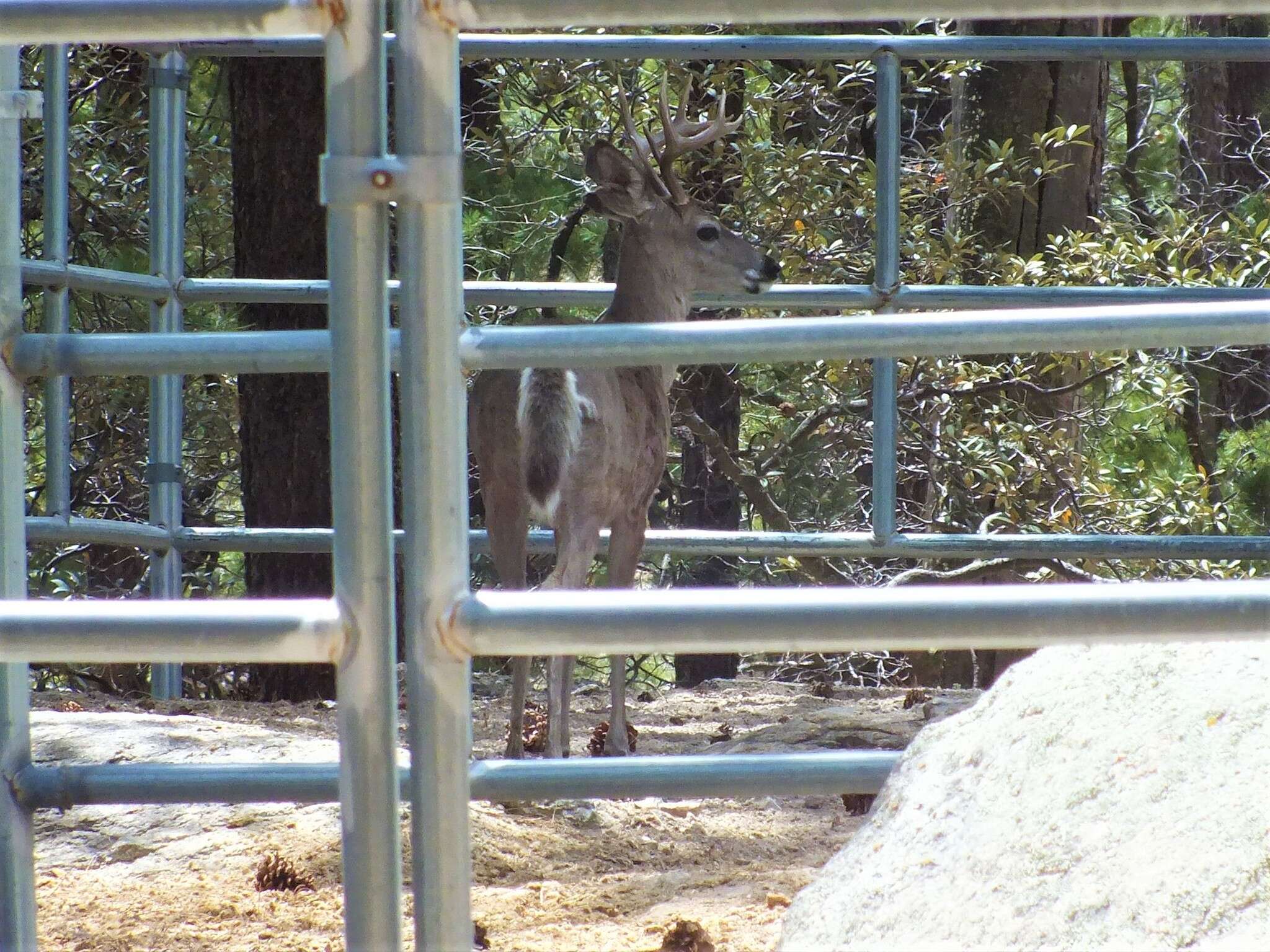 Image of Odocoileus virginianus couesi (Coues & Yarrow 1875)