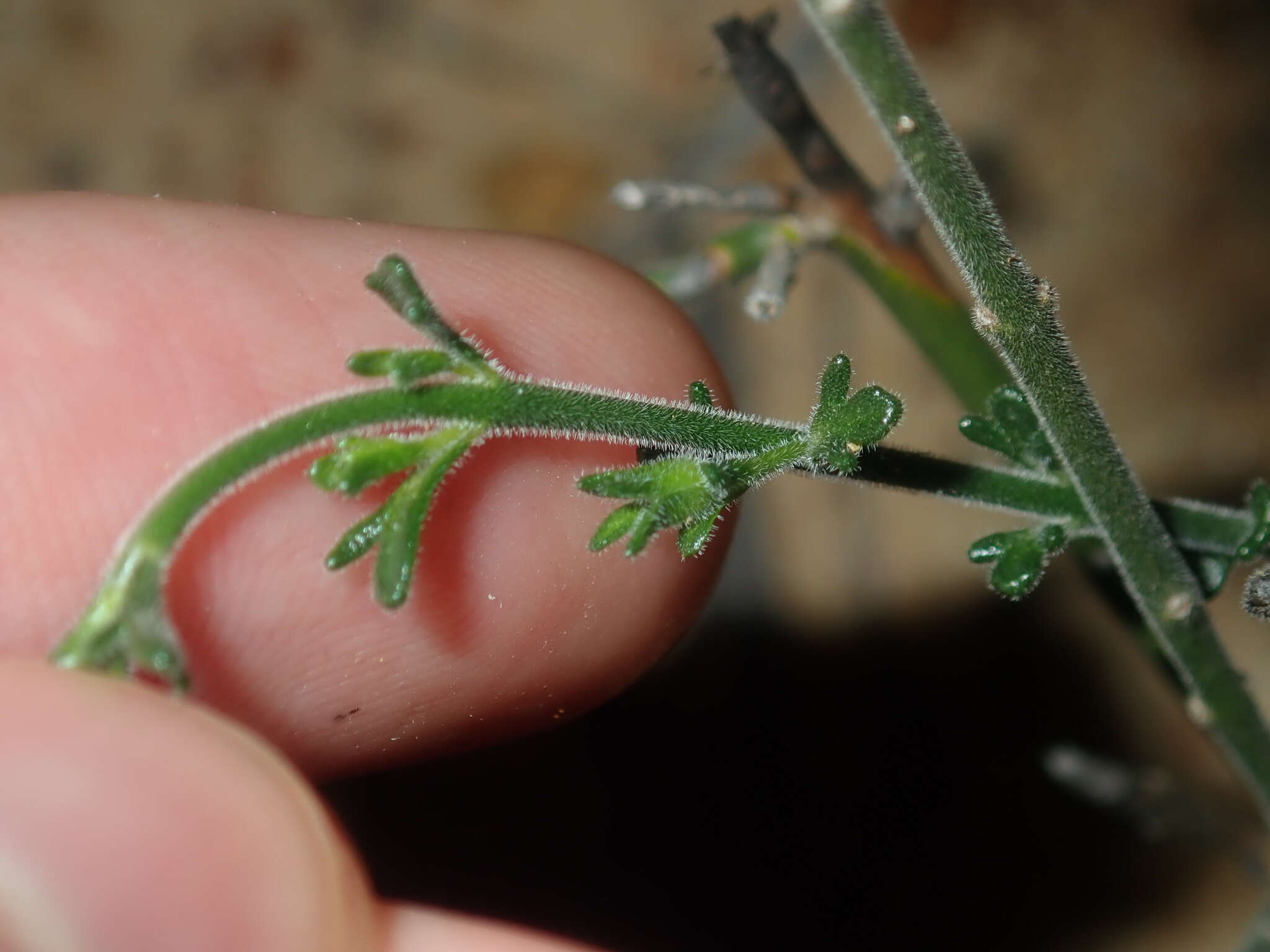 Cyanothamnus coerulescens subsp. spinescens (Benth.) Duretto & Heslewood的圖片