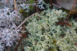 Image of Thorn cladonia