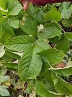 Image of Aralia cordata Thunb.