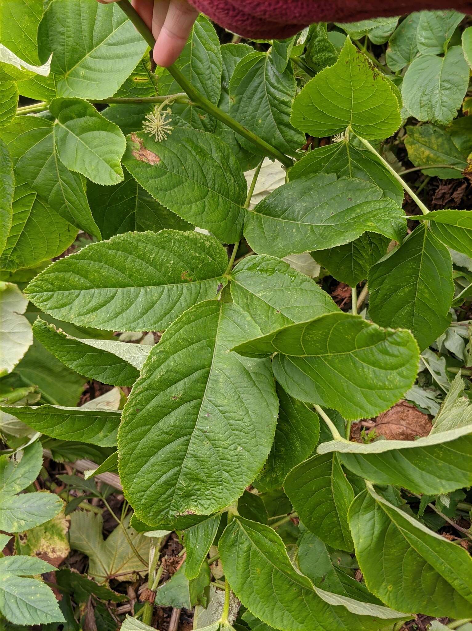 Image of Aralia cordata Thunb.