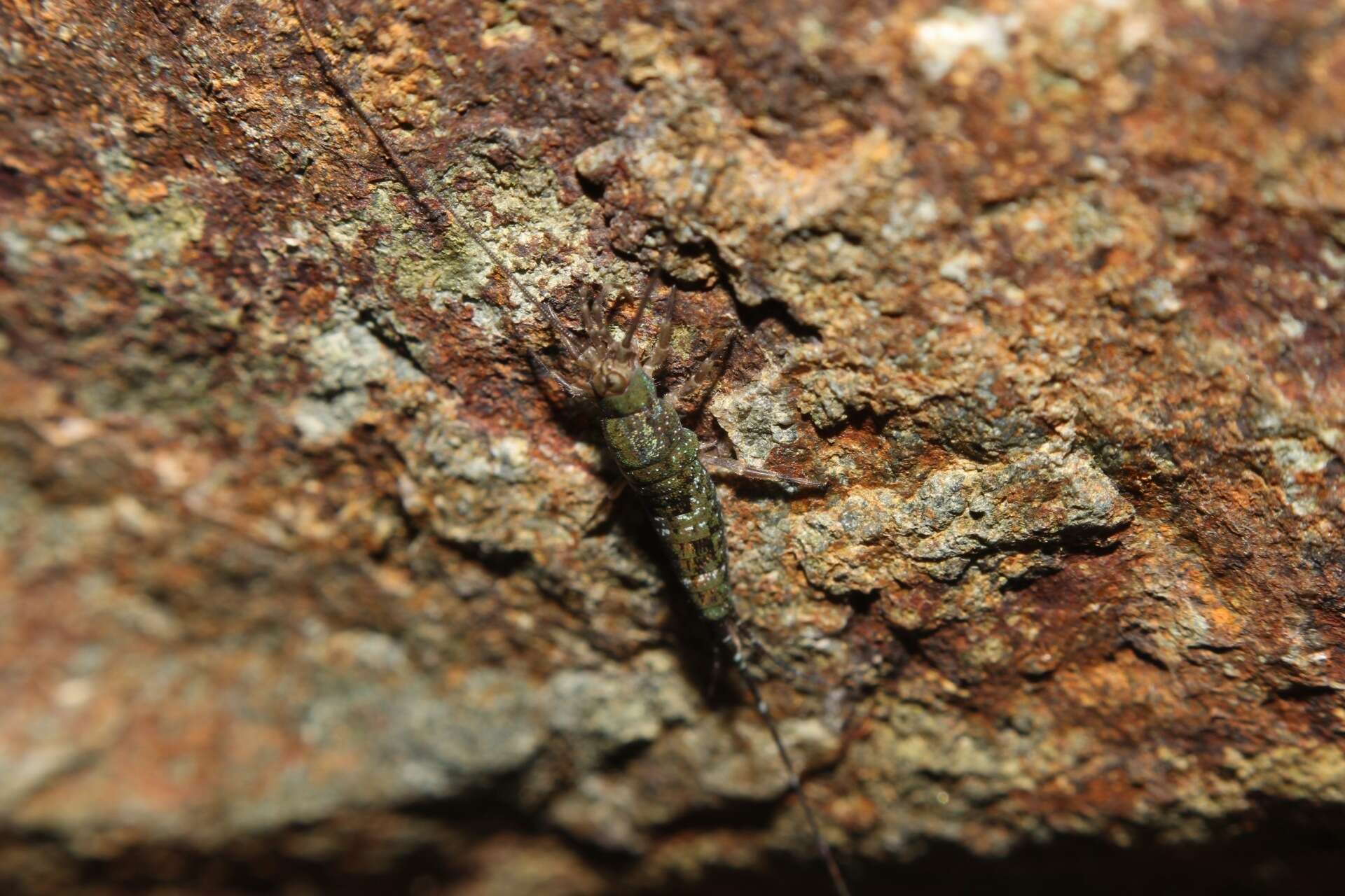 Слика од Petrobius brevistylis Carpenter 1913