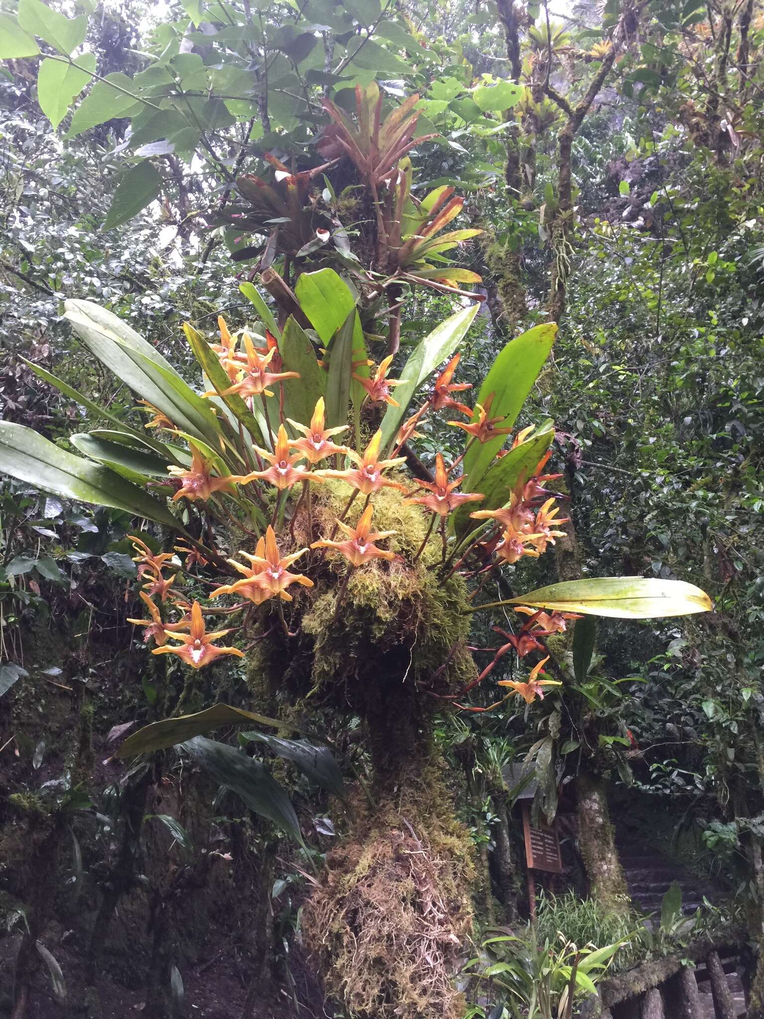 Image of Maxillaria striata Rolfe