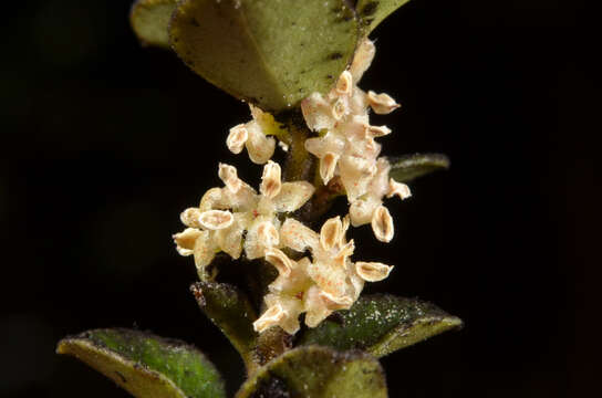 Image of Myrsine nummularia (Hook. fil.) Hook. fil.