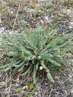 Plancia ëd Oxytropis microphylla (Pall.) DC.