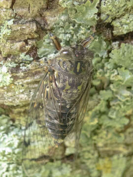 Image of clapping cicada