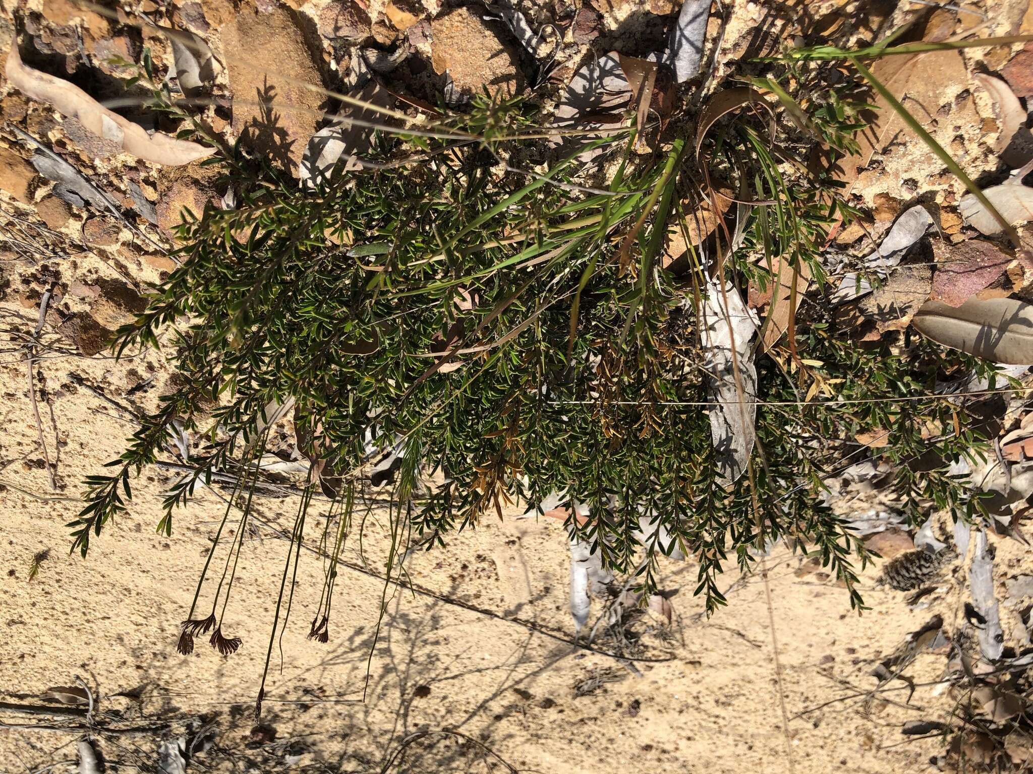 Image of Acacia bynoeana Benth.