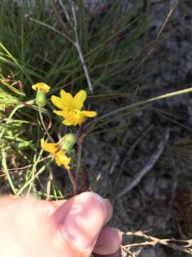 Image of Senecio abruptus Thunb.