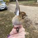 Image of Emberiza schoeniclus stresemanni Steinbacher 1930