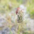 Imagem de Alopecurus brachystachyus M. Bieb.