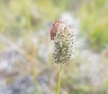 Image of Alopecurus brachystachyus M. Bieb.