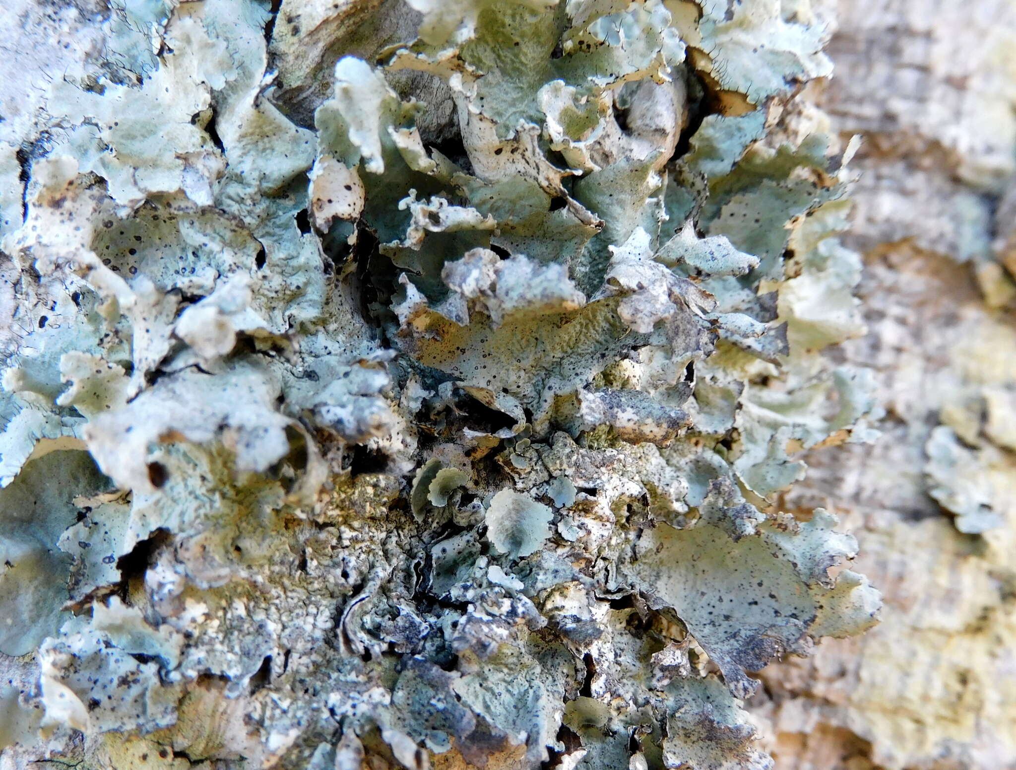 Image of parmotrema lichen