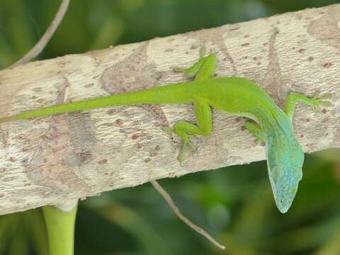 Image of Allison's Anole