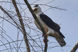 Image of Black-and-White Hawk-Eagle