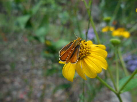 Image of Orange Skipperling