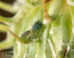 Image of Aphis (Aphis) asclepiadis Fitch 1851