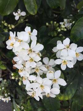 Image of Mexican Orange Blossom