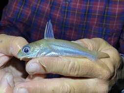 Image of Bagrid catfish