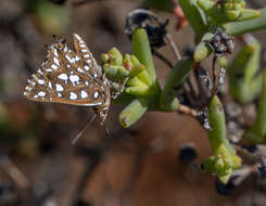 Sivun Argyraspodes argyraspis (Trimen 1873) kuva