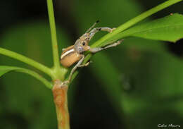 Image of Naupactus glaucus Perty 1832