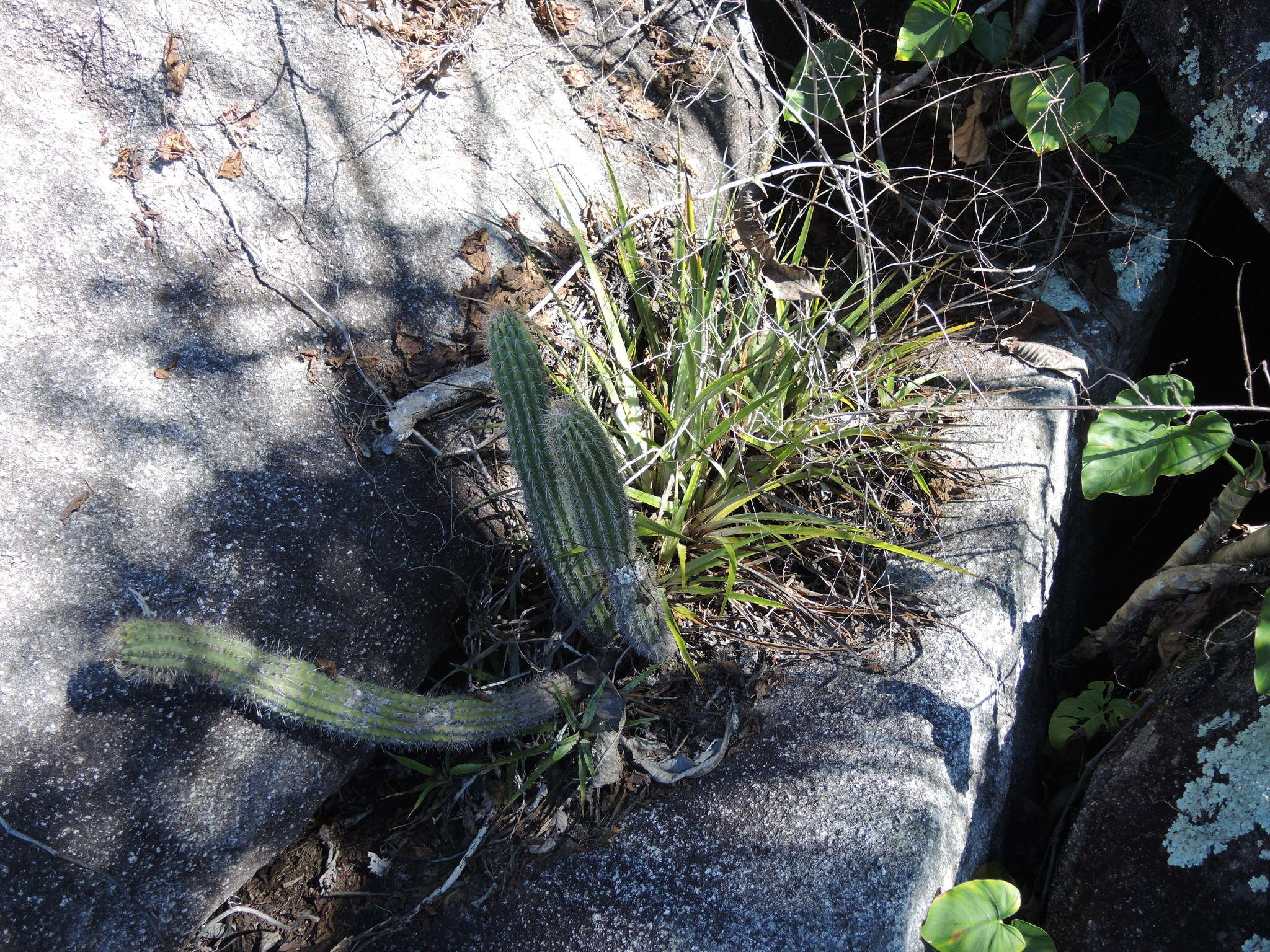 Image of Pilosocereus leucocephalus (Poselg.) Byles & G. D. Rowley