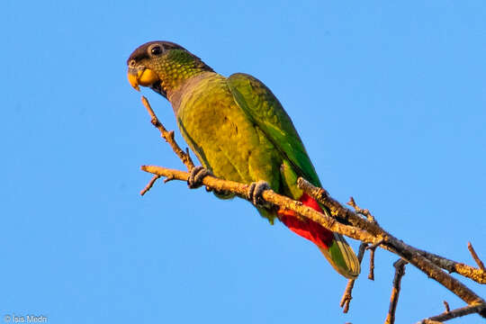 Image of Scaly-headed Parrot