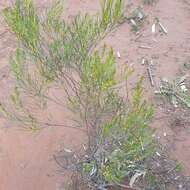 Image of broom wattle