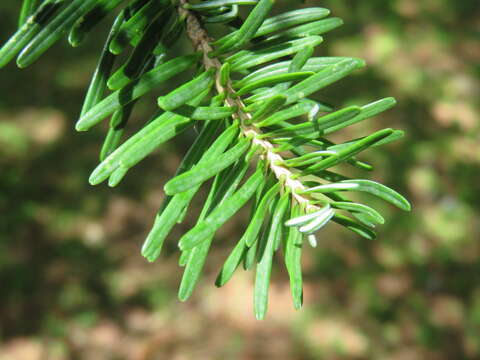 Abies homolepis Siebold & Zucc. resmi