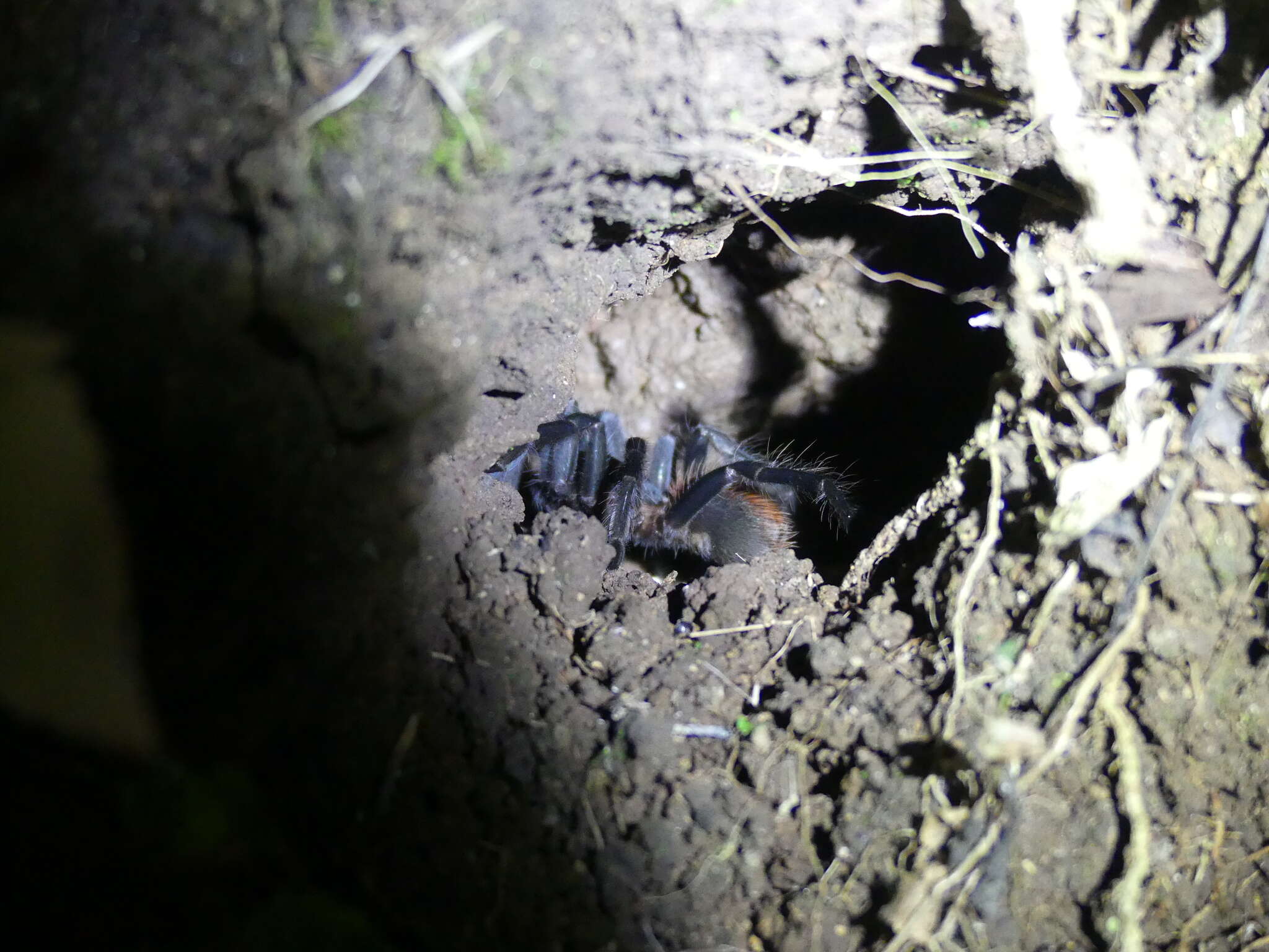 Image de Sericopelma embrithes (Chamberlin & Ivie 1936)