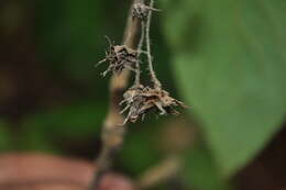 Plancia ëd Lippia myriocephala Schltdl. & Cham.