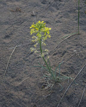 Image of Erysimum flavum (Georgi) Bobrov