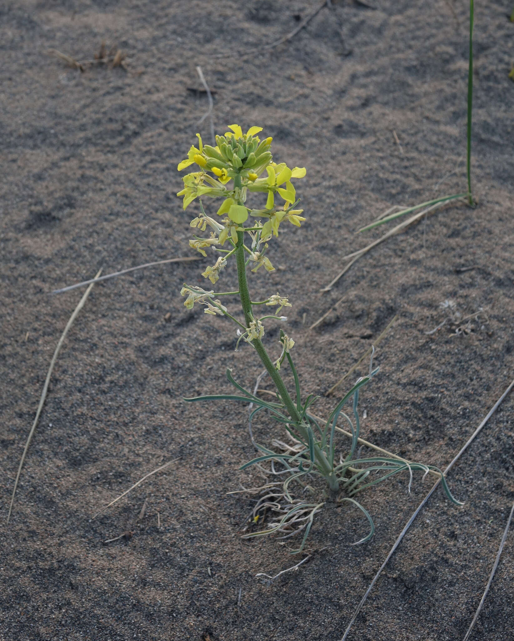 Image of Erysimum flavum subsp. altaicum (C. A. Mey.) Polozhij