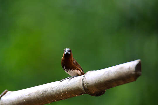 Image of White-bellied Munia