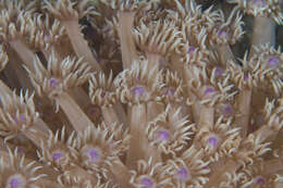 Image of anemone coral