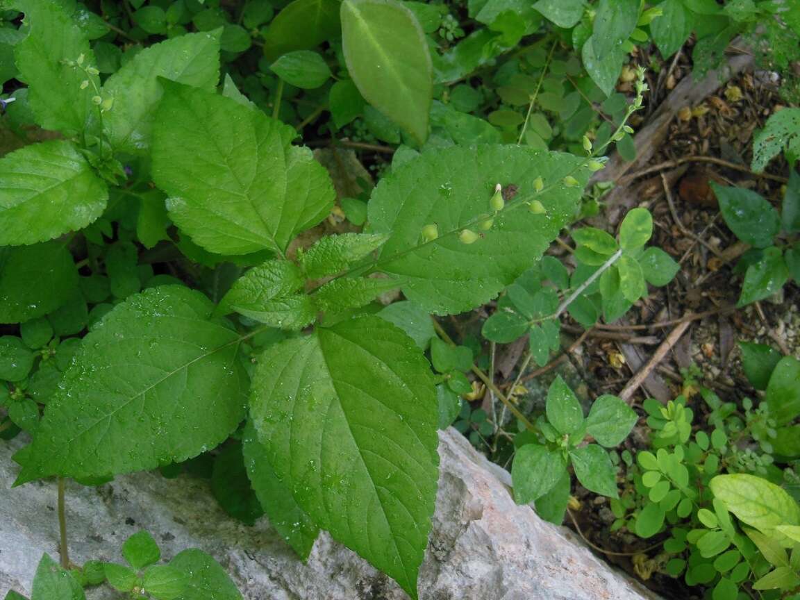 Sivun Priva lappulacea (L.) Pers. kuva