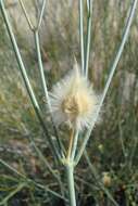 Image of Desert Broom