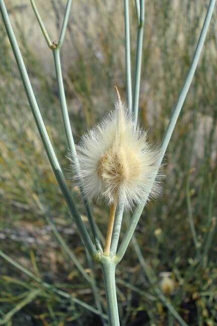 Image of Desert Broom