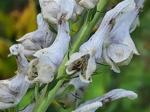 Imagem de Aconitum orientale Mill.