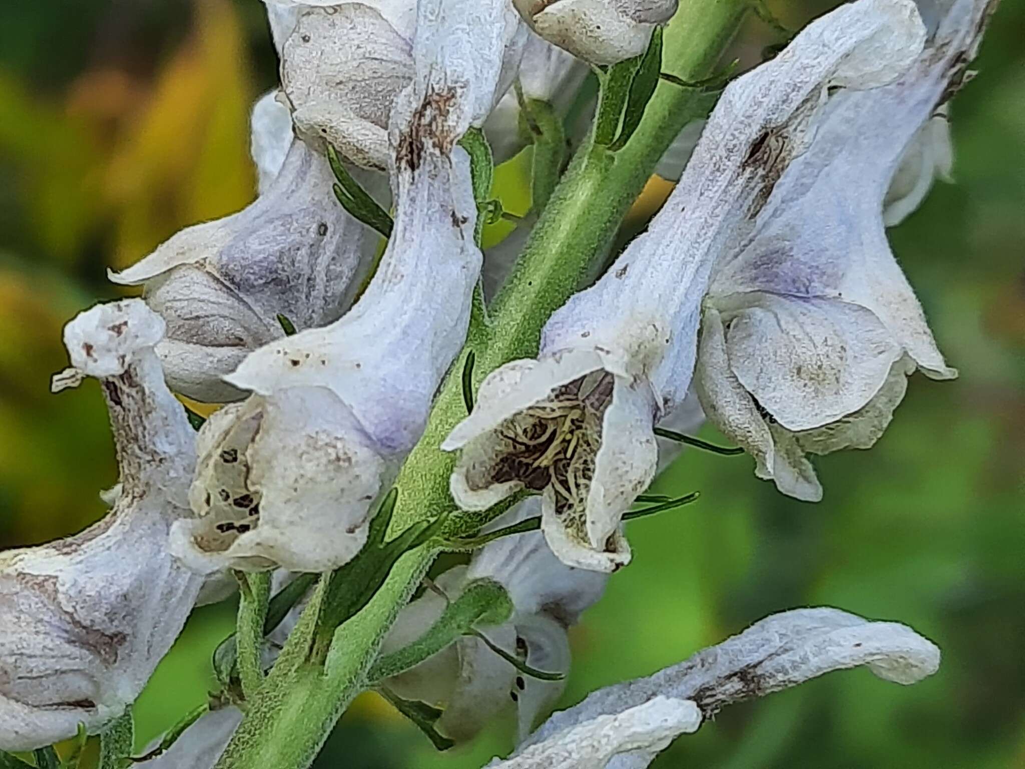 Aconitum orientale Mill.的圖片