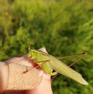 Image of Curve-tailed Bush Katydid