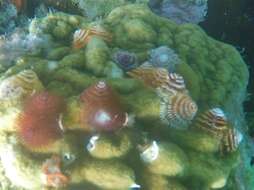 Image of Christmas tree worm