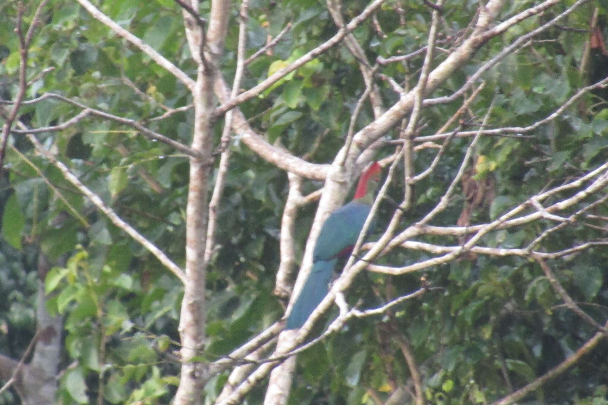 Image of Fischer's Turaco