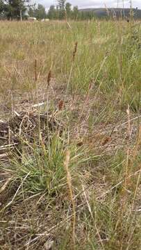 Image of Eurasian Junegrass